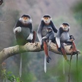 Thông tư 29/2019/TT-BNNPTNT xử lý động vật rừng là tang vật, vật chứng