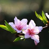 Lập xuân là gì? Ngày lập xuân 2026 là ngày nào?